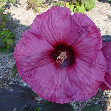hibiscus plum crazy